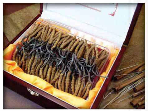 阳城冬虫夏草回收